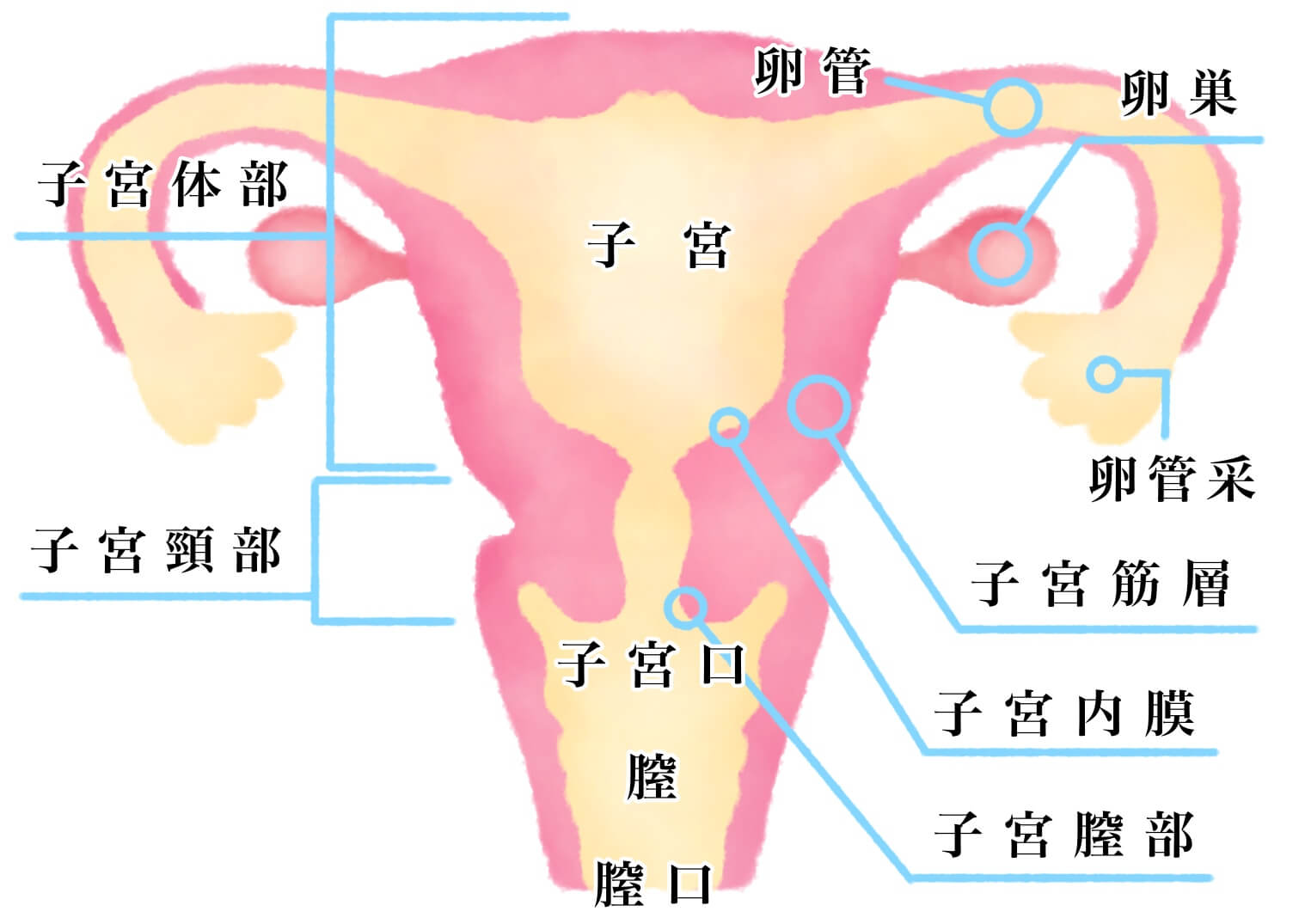 頸管 原因 子宮 短い 子宮頚管が短いのはなぜ？短くならないための方法や過ごし方