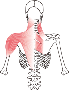 肩甲骨ゴリゴリの正体となる筋肉